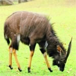 Nyala Male in Hluluwe